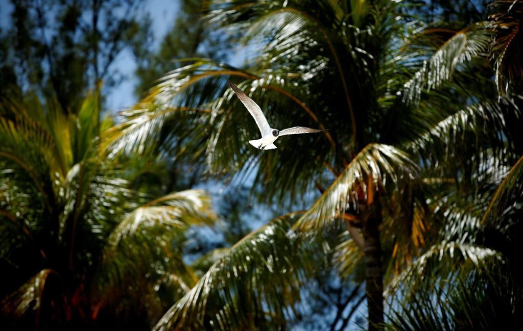 Warwick Paradise Island Bahamas (Adults Only) Nassau Exteriör bild