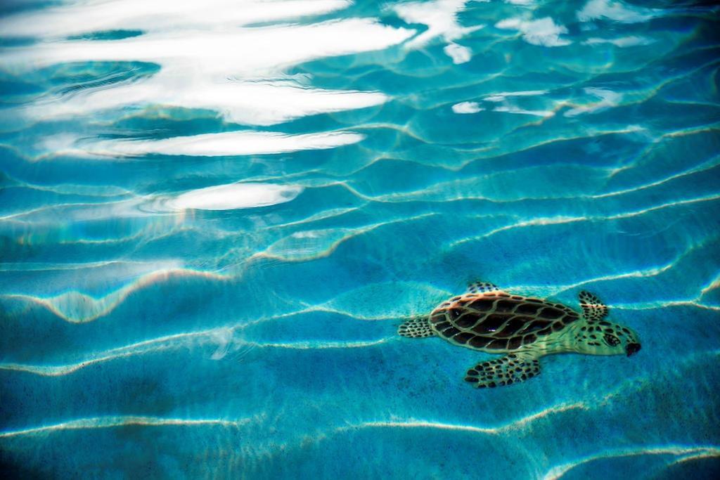 Warwick Paradise Island Bahamas (Adults Only) Nassau Exteriör bild